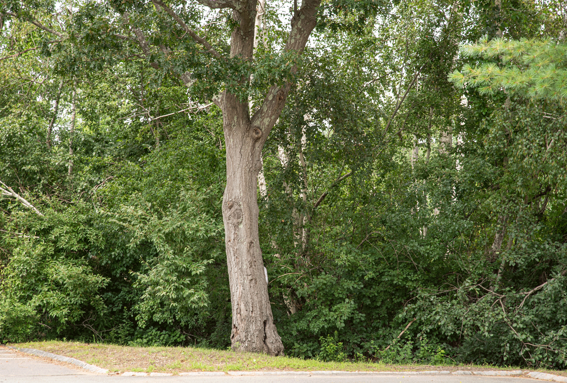 DBiss-Blog-Post_Parallax-GIF-animation